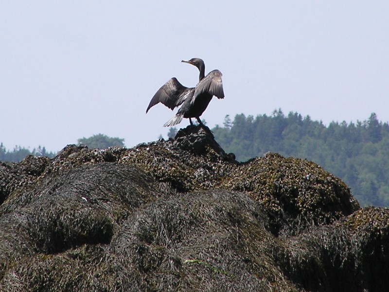 Cormorant with wings spread on rock