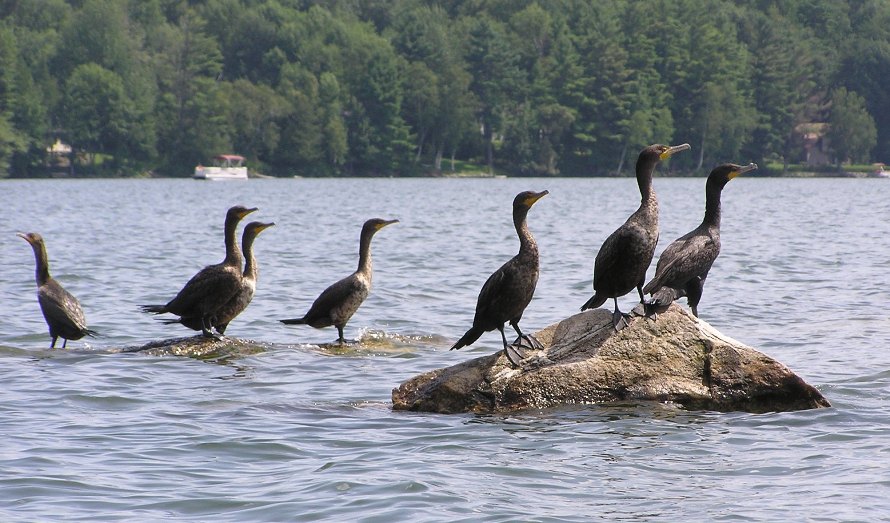 Seven cormorants on rocks barely sticking above the water