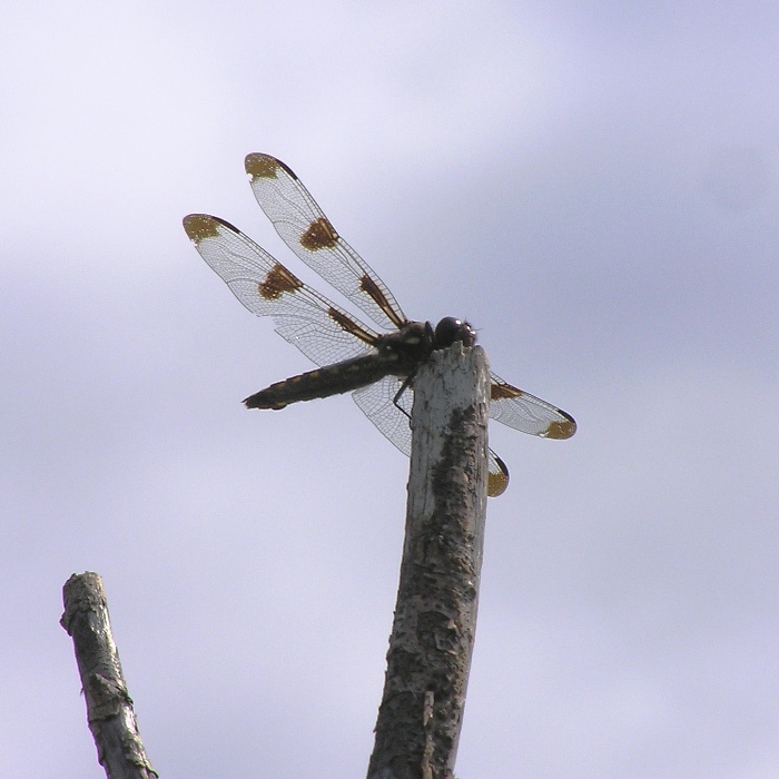 Green dragonfly perched on branch