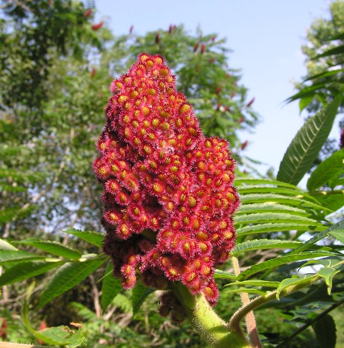 Cluster of several small red flowers