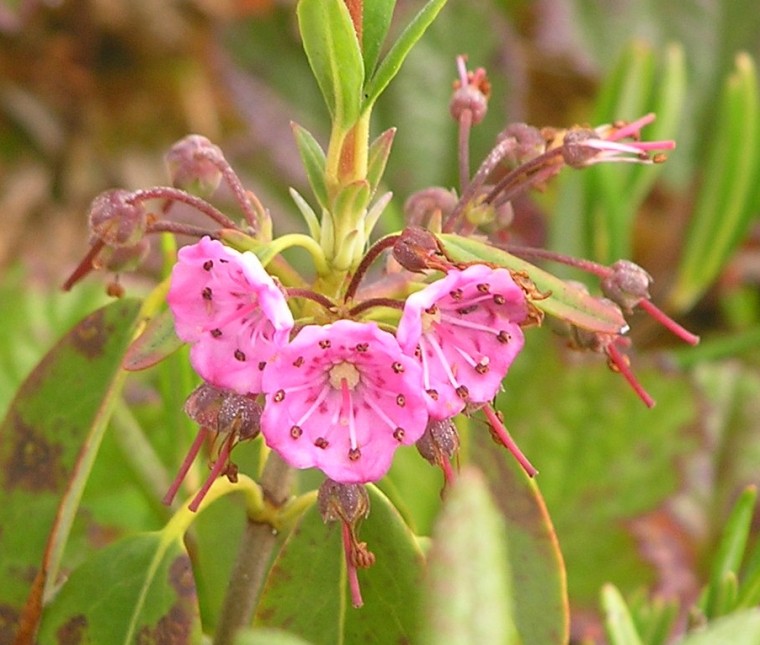 Three pretty, pink flowers