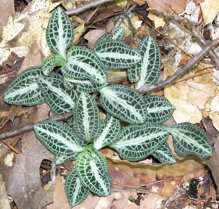 Low plant with dark green leaves and almost white veins