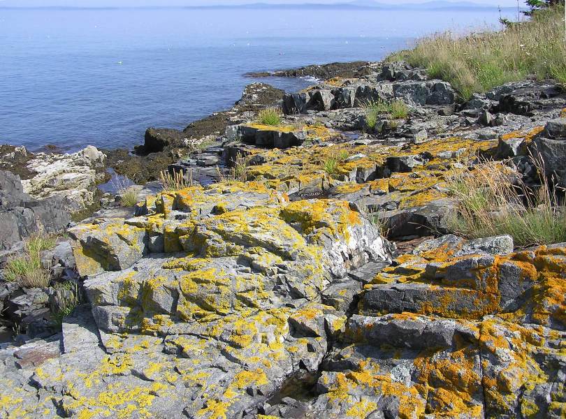 Orange lichen on rocks by the water