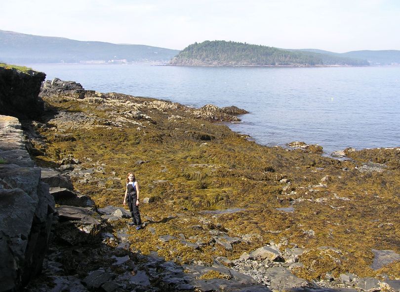 Norma exploring a low part of an island