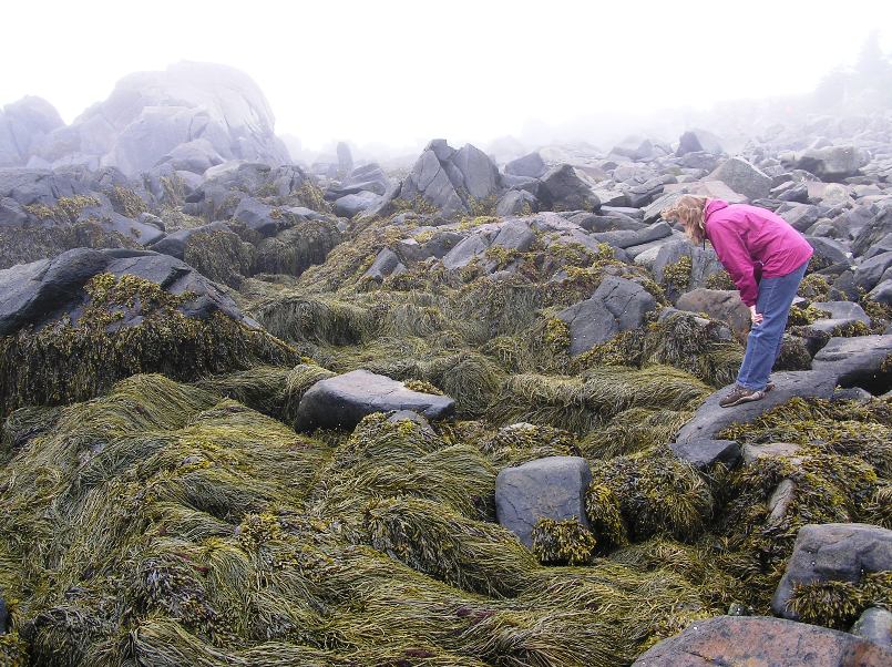 Norma looking in rocks for sea life