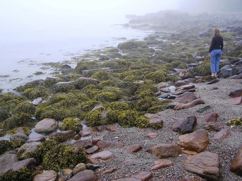 Norma standing on rocky beach covered with seaweed comprised of narrow leaves and hollow bulbs