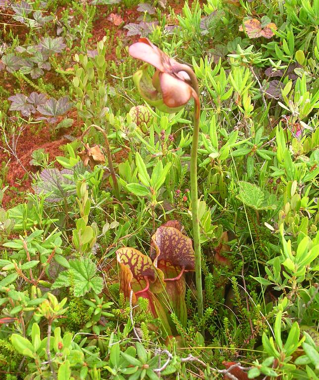 Pitcher plants as seen from the side with flower