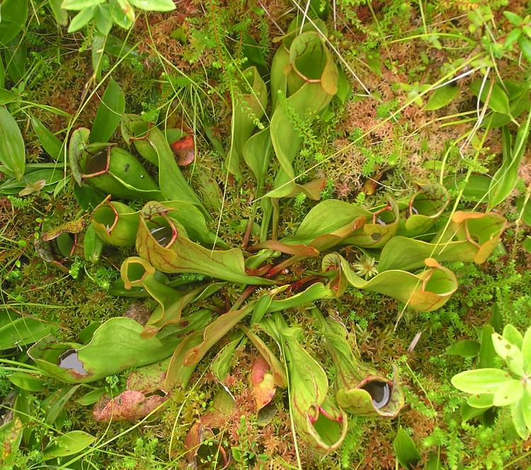 Looking down on pitcher plants