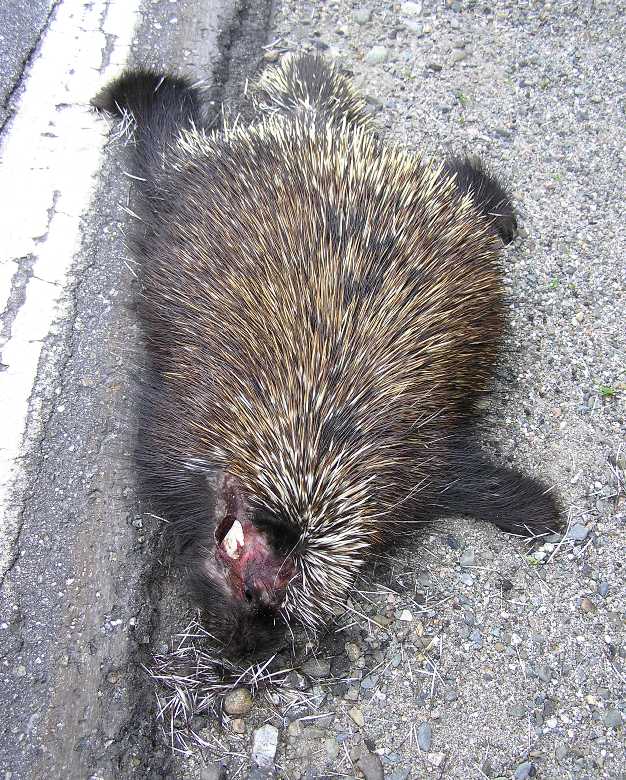 Dead porcupine