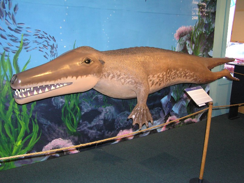 Life-size model of an ambulocetus