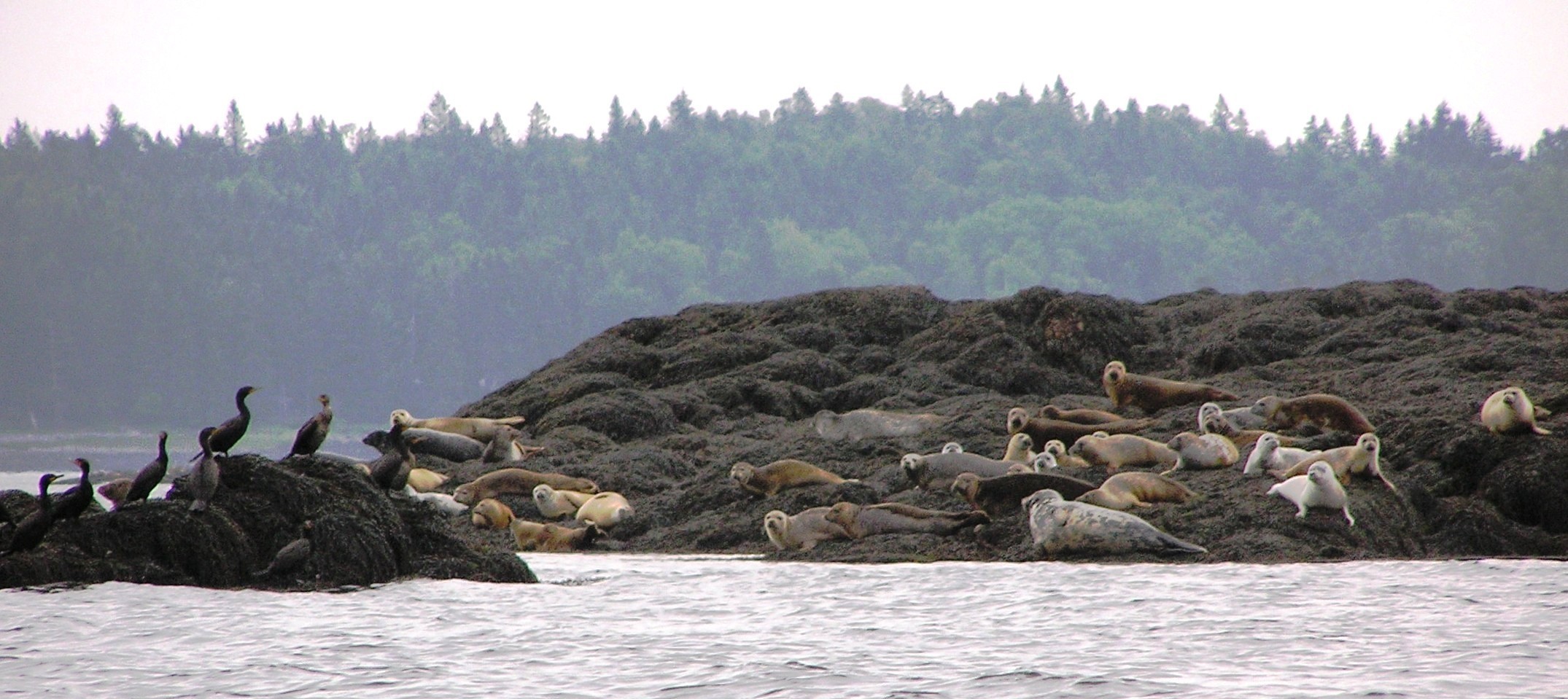 Harbor seals and cormorants on separate islands