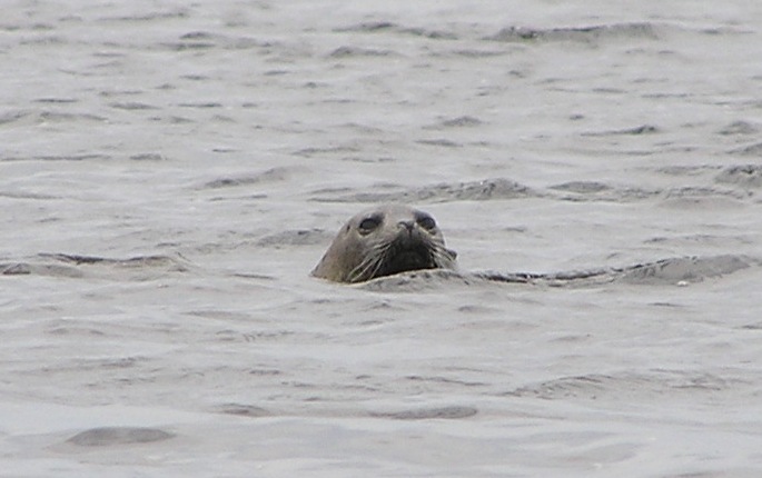 Curious harbor seal