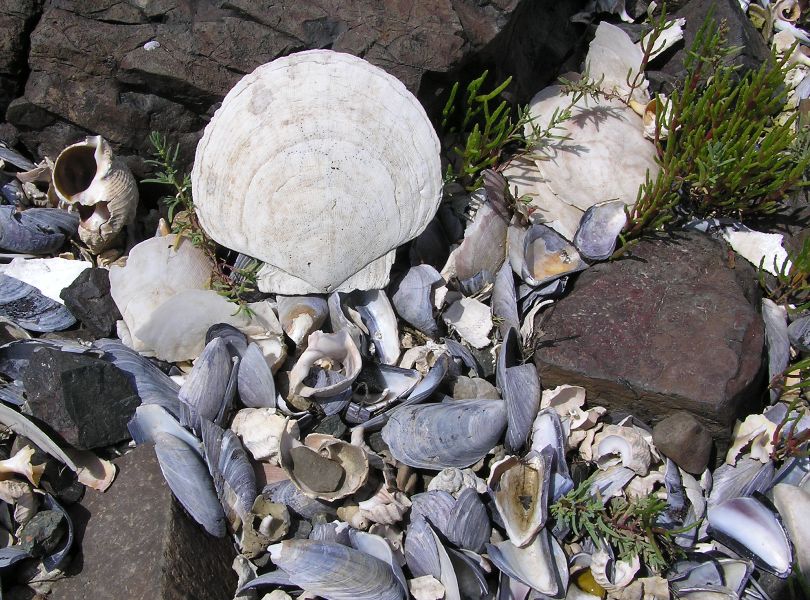 Varied shells on the ground