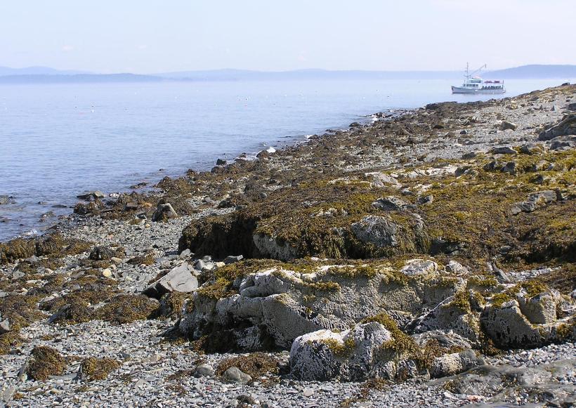 Seaweed-covered land and a boatful of tourists wishing they had kayaks