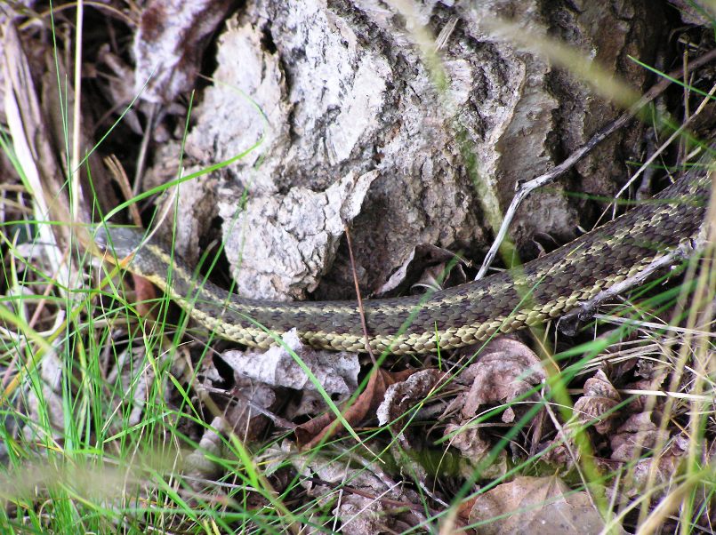 Garter snake in the grass