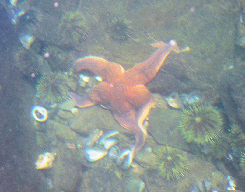 Big red starfish by green sea urchins