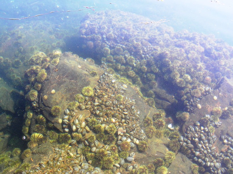 Numerous sea urchins and clams