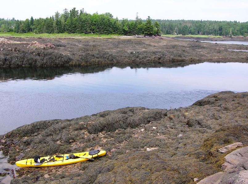 Kayak on island covered with seaweed