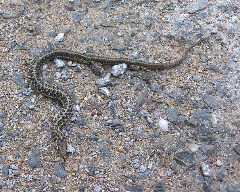 Injured garter snake