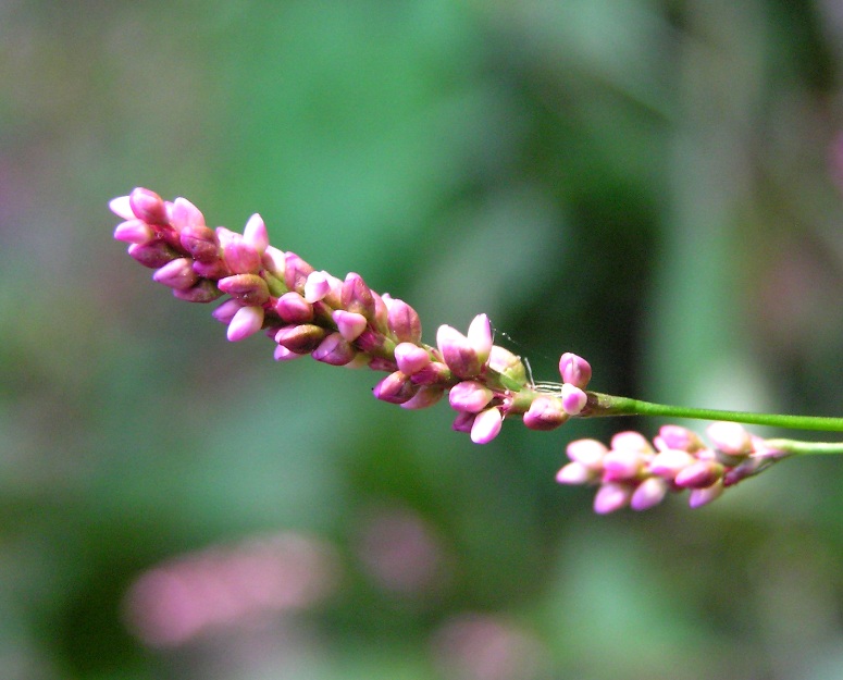 Tiny pink flowers