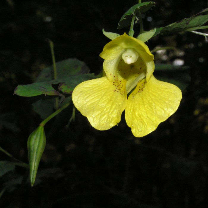 Yellow flower with one not yet open