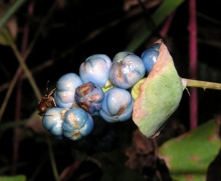 Spherical blue things and small spider