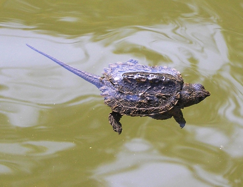 Baby snapping turtle in the water