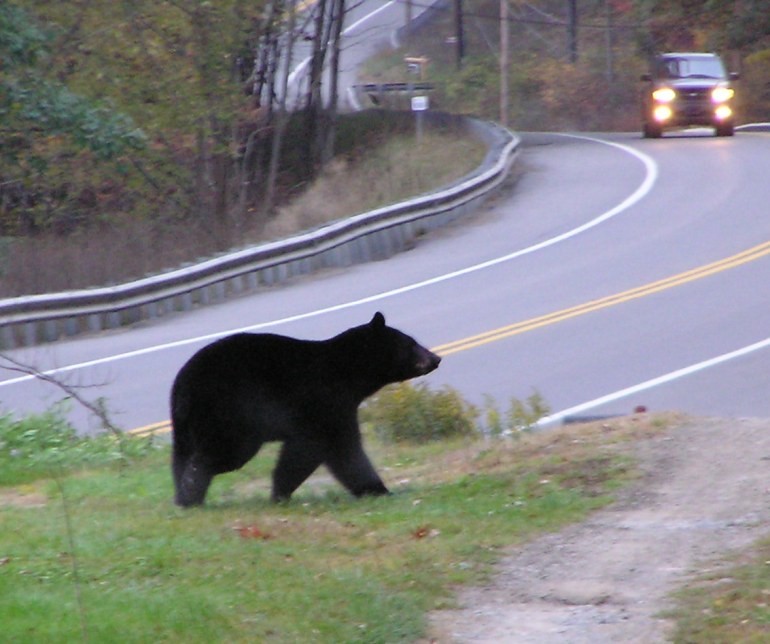 Black bear walking near the road