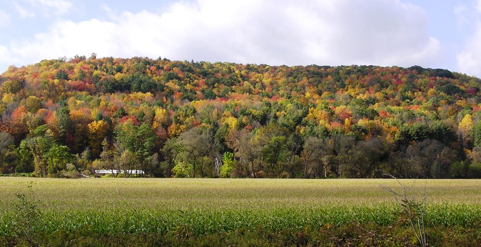 Farm crop and fall foliage on hill behind