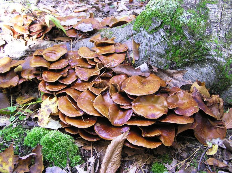 Brown, flat mushrooms