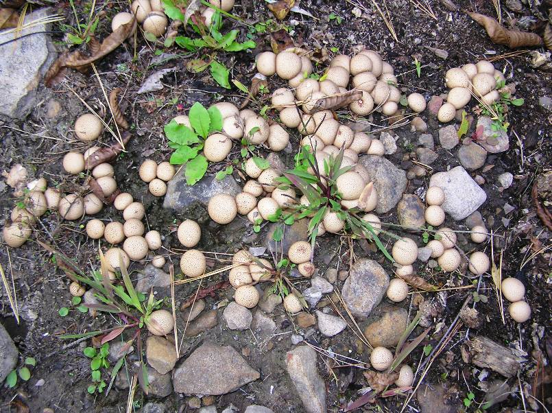 Round, beige mushrooms