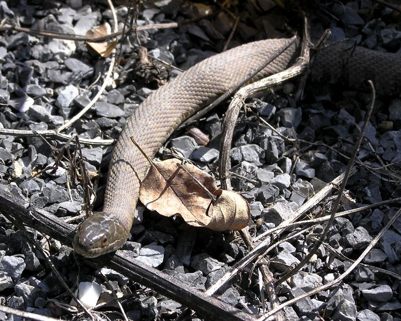 Northern water snake