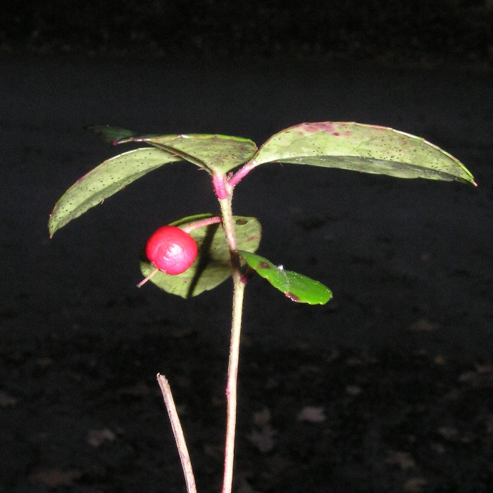 Teaberry plant with red berry