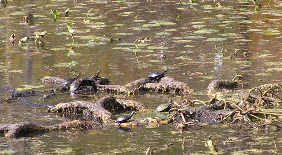 Turtles on spatterdock stem