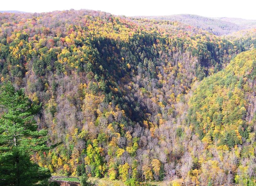 Hill covered with trees turning colors