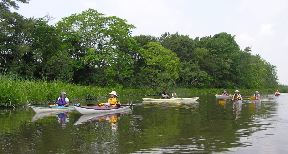 Several kayakers with greenery in background