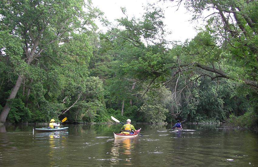 Three kayakers paddling along tree-lined shores