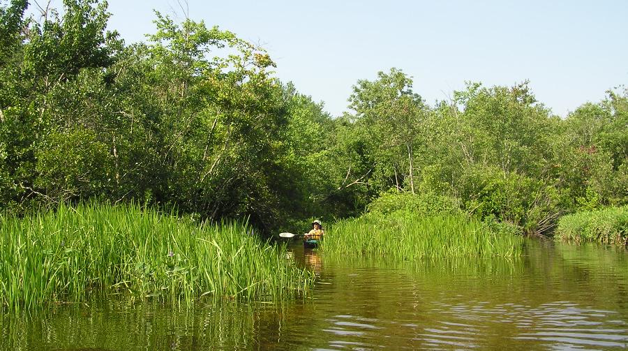 Kayaker emerging from a narrow opening in the grasses