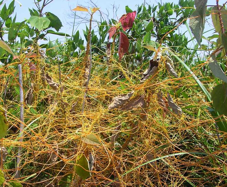 Salt marsh dodder growing on a bush