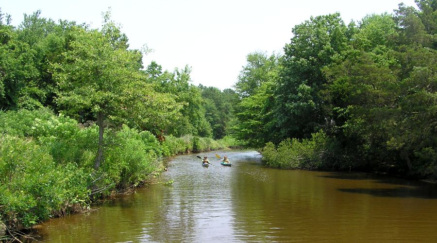 Two kayakers paddling in a tree-lined section of the creek