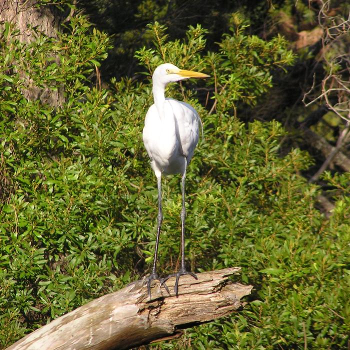 Great egret standing on log