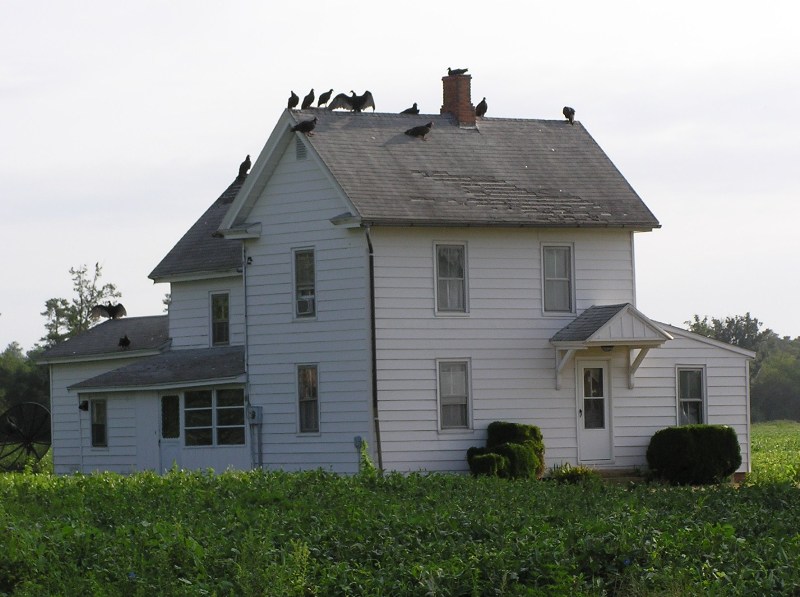 Turkey vultures perched atop a house