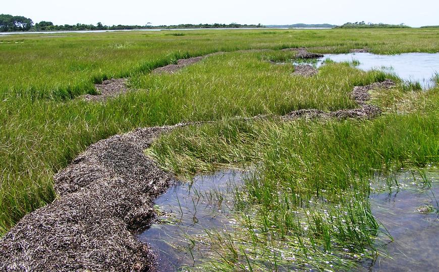 Grassy tidal flat