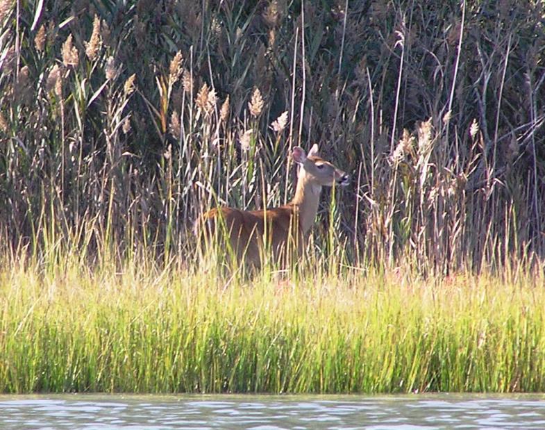 White-tail doe behind grasses