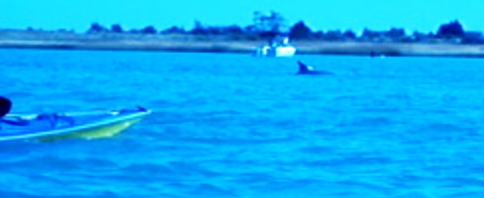 Dolphin swimming further away