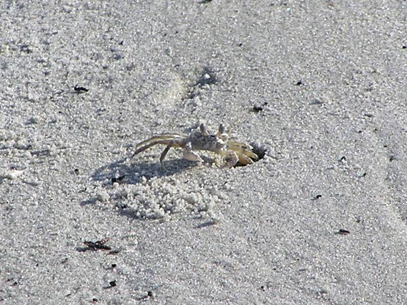 Fiddler crab at the entrance to its hole