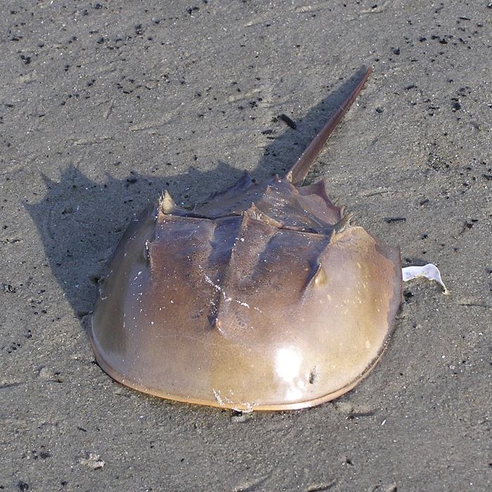 Dead horseshoe crab