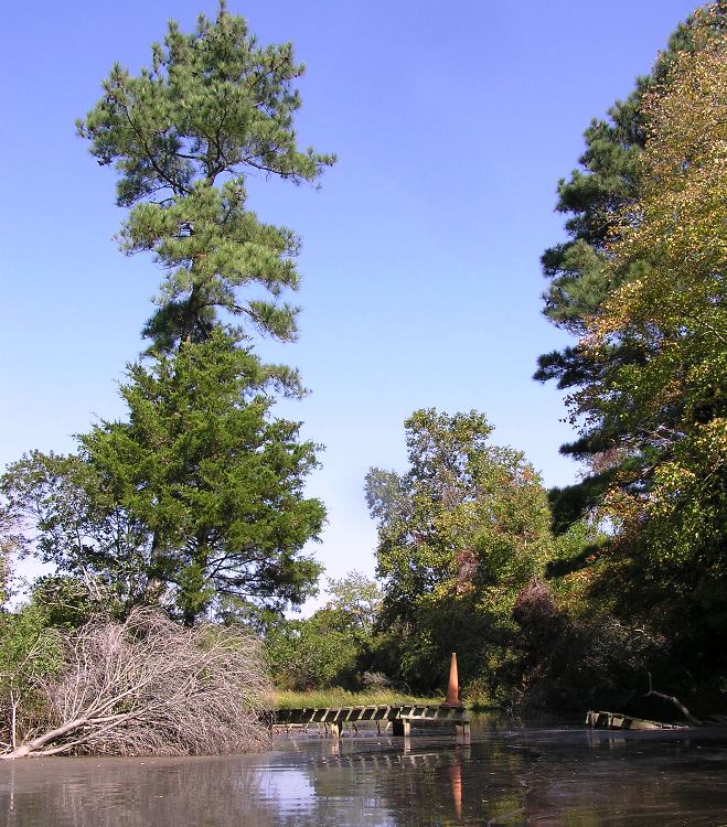 Pier with traffic cone on Little Mosquito Creek