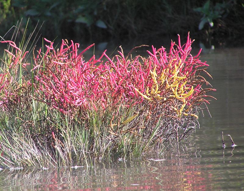 Short plant with small, red flowers