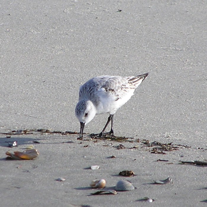 Sandpiper bird standing with tip of beak on ground